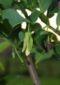 Annona salzmannii